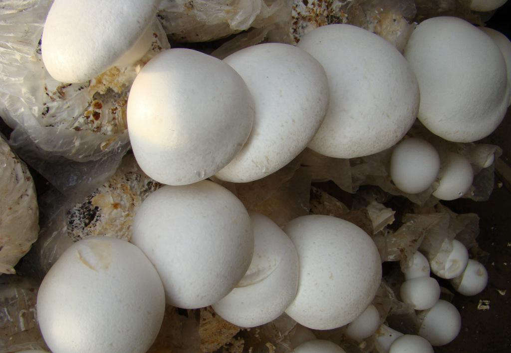 白灵菇菌
